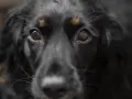 Occhi di un cane nero, con un'espressione che suggerisce un'intensa paura dei cani.