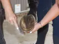 Nettoyage du pied nu d'un cheval naviculaire. Une main brosse la sole, l'autre soutient le sabot.