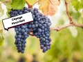 Grappes de Pinot Noir mûres sur la vigne, évoquant ses caractéristiques uniques.