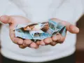 Dłonie trzymające banknoty euro, symbolizujące opłatę za pełnomocnictwo.