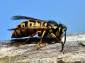 Avispas largas, con sus rayas amarillas y negras, descansan sobre una rama de madera contra un cielo azul brillante.