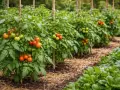 Filari di piante di pomodoro cariche di frutti verdi e rossi, pronte per essere raccolte. Un'immagine che evoca la gioia di quando si piantano i pomodori e si attende il raccolto.
