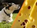 Czy pies może jeść ser żółty? Sprawdź, co musisz wiedzieć!