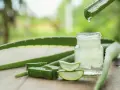 Aloe Vera Gel in einem Glas mit geschnittenen Aloe Vera Scheiben und einem Blatt, aus dem Tropfen fallen.
