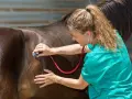 Vétérinaire auscultant un cheval avec un stéthoscope. Le cheval est brun, la vétérinaire porte une blouse verte.