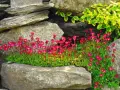 Skalnica po przekwitnięciu, z drobnymi, różowymi kwiatami, tworzy barwny dywan między kamieniami.