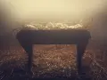 Pusta żłób, symbol początku, gdzie na początku było słowo. Siano i białe płótno w mglistym świetle.