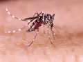 Kiedy jest sezon na komary? Przygotuj się na ich atak w Polsce