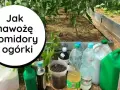 Jaki nawóz do szklarni - wybierz najlepsze nawozy dla zdrowych roślin