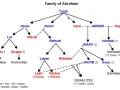 Family tree showing Abraham's descendants, including Isaac and Jacob, their spouses, and children, leading to Ishmaelites and Israelites.