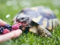 Żółw domowy z apetytem zajada malinę podaną na dłoni.