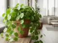 Planta del dinero en maceta de terracota, ideal para colocar cerca de una ventana luminosa. Sus hojas redondas y verdes aportan vida al hogar.