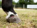 Un cheval a une blessure au sabot, attirant des insectes qui ressemblent à une fourmilière cheval.