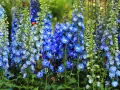 Hohe blaue Rittersporn-Blütenstände, bereit zum Schneiden, leuchten in der Sonne.