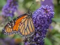 Motyl monarcha na fioletowych kwiatach budlei dawida odmiany.
