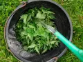 Wiadro z pokrzywami, do którego nalewana jest woda. Tak przygotowuje się gnojówkę z pokrzywy, naturalny nawóz.