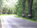 Droga zakręca wśród zieleni, a po prawej stronie stoją drzewa w skrajni, oznaczone białoczerwonymi pasami.
