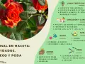 Guía de cuidados rosal mini: riego, abono y poda para mantener tu planta sana y hermosa.