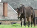 Un cheval brun se tient dans un champ d'herbe verte devant des maisons.