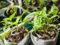 Junge, grüne Paprika Pflanzen wachsen in kleinen Töpfen. Die zarten Blätter strecken sich dem Licht entgegen.
