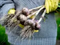Frisch geernteter Knoblauch mit Wurzeln, gehalten von Händen in gelben Handschuhen. Das Ergebnis erfolgreicher Knoblauch pflanzen.