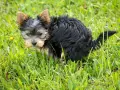 Mały, kudłaty piesek Yorkshire Terrier w trawie robi kupę.