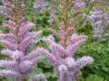 Zarte, rosafarbene Astilbenblüten vor grünem Laub. Der ideale Astilbe Standort ist halbschattig, um diese Blütenpracht zu genießen.