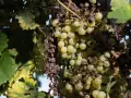 Gruszkowate winogrona obok zasuszonych kiści, liście z plamami wskazują na choroby winorośli.
