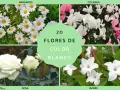 Margaritas, ciclámenes, rosas y jazmines, todas son una hermosa flor blanca que alegra la vista.
