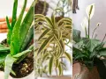 Aloes, dracena i skrzydłokwiat – idealne rośliny mało wymagające do domu.
