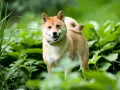 Uśmiechnięty shiba inu w zieleni. Ile żyje taki piesek? Średnio 12-15 lat, ale zależy od wielu czynników.
