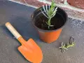 Lavendel vermehren: Ein kleiner Lavendelsteckling im Topf, daneben eine kleine Schaufel und ein weiterer Steckling.