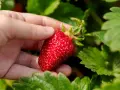 Eine Hand pflückt eine reife Erdbeere auf einem Erdbeerfeld in Berlin.
