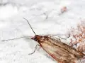 Jak się rozmnażają mole i jak uniknąć ich inwazji w kuchni