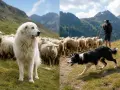 Un chien gardien de troupeau blanc veille sur un troupeau de moutons dans les montagnes. Un autre chien, un chien de berger noir et blanc, guide le troupeau avec un berger.