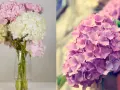 A bouquet of pink and white hydrangeas in a vase, and a close-up of pink hydrangeas.