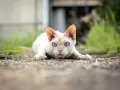 Kot bez uszu rasy Devon Rex z niebieskimi oczami leży na ziemi, gotowy do skoku.