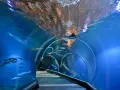 Podwodny tunel w zoo we Wrocławiu, gdzie można podziwiać ryby i rekiny. Zwiedzanie zoo we Wrocławiu to wspaniała przygoda.