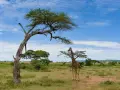 Żyrafa na tle sawanny Serengeti, pod rozłożystym drzewem akacjowym. W oddali widać inne zwierzęta.