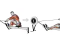 Le rameur sollicite les muscles du dos, des bras et des jambes. Illustration anatomique montrant les muscles en action.