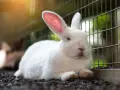 Un coniglio bianco, dal carattere docile, riposa su ghiaia vicino a una gabbia. Le sue orecchie rosa sono tese, attente.