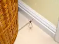 Araña negra colgando de una telaraña, un ejemplo de comunes tipos de arañas en casa.