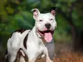 Amstaff ma sierść czy włosy? Poznaj prawdę o pielęgnacji tej rasy