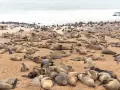 Tysiące fok wylegujących się na plaży w Cape Cross.