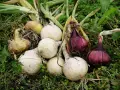 Nyskördade allium cepa, vita och röda lökar, ligger på grön mark med vissna blad och rötter.