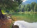 Radici imponenti di un albero si specchiano nel laghetto dei caprioli, circondato da una fitta foresta di conifere.