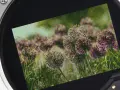 Widok na czujnik aparatu z pikselami ukazującymi kwiaty czosnku ozdobnego. Czy to mpx co to?