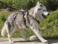 Jakie szelki dla husky zapewnią komfort i bezpieczeństwo podczas spacerów