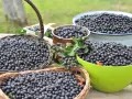 Obfite zbiory aronii w koszach i misach. Idealny czas, kiedy zbierać aronie, by cieszyć się ich smakiem.