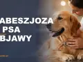 Babeszjoza u psa – objawy. Weterynarz bada złotego retrievera, by rozpoznać chorobę.